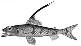 Aulopus filamentosus_claves.jpg